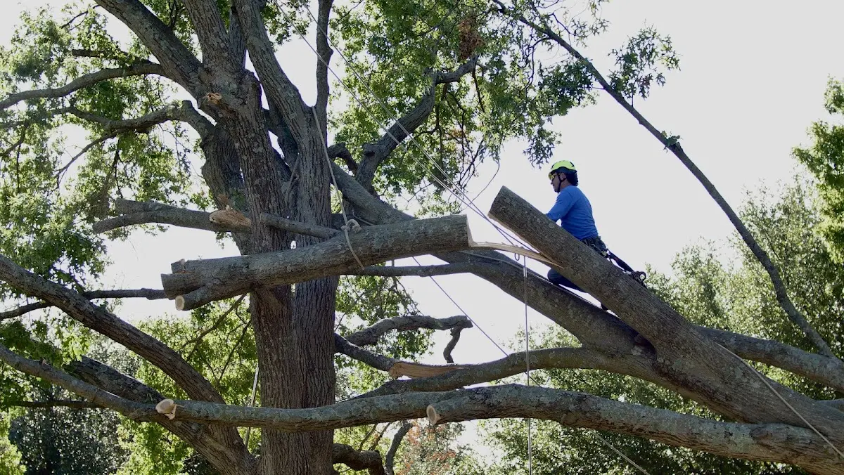 Professional Crown Thinning performed by certified arborists in Economy