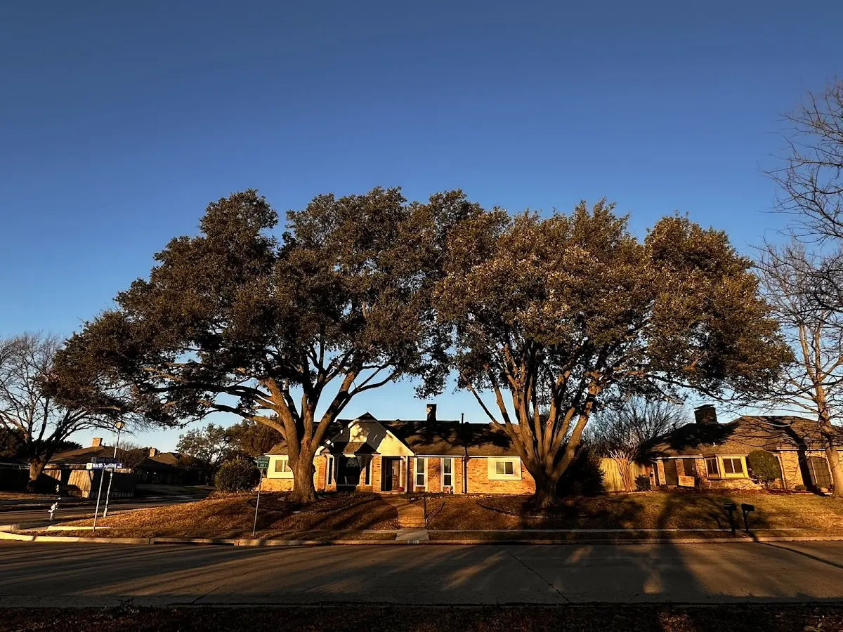 Established residential canopy tree shading a home in Economy